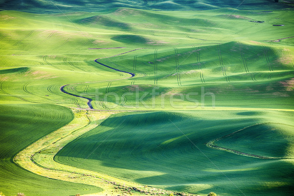 Wheat Fields In The Palouse Stock photo © searagen