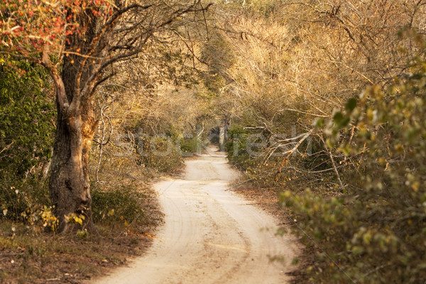 Long and Windy Country Road Stock photo © searagen
