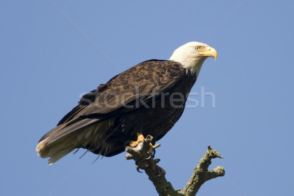 Bald Eagle On Tree Stock photo © searagen