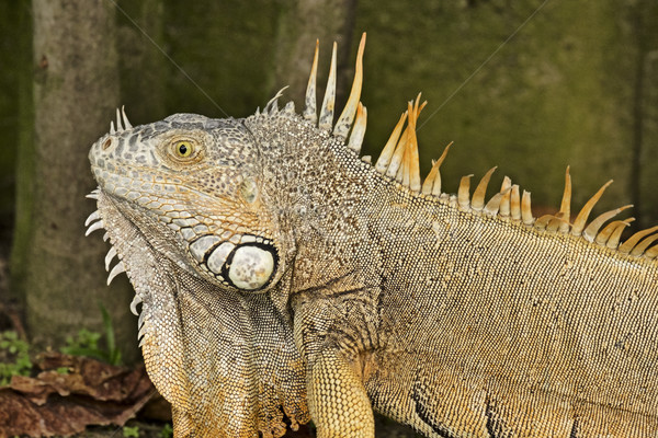 Masculin american iguana creasta cap Imagine de stoc © searagen