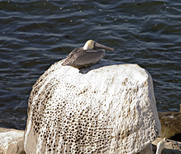 Lonesome Pelican On Rock Stock photo © searagen