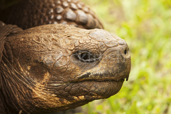 Giant Tortoise Head Shot Stock photo © searagen