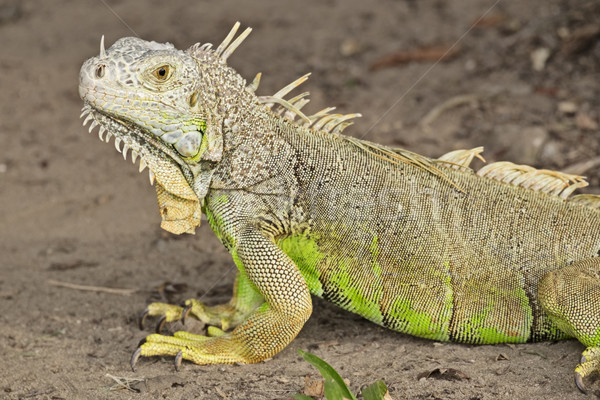Green Iguana In Mexico Stock photo © searagen