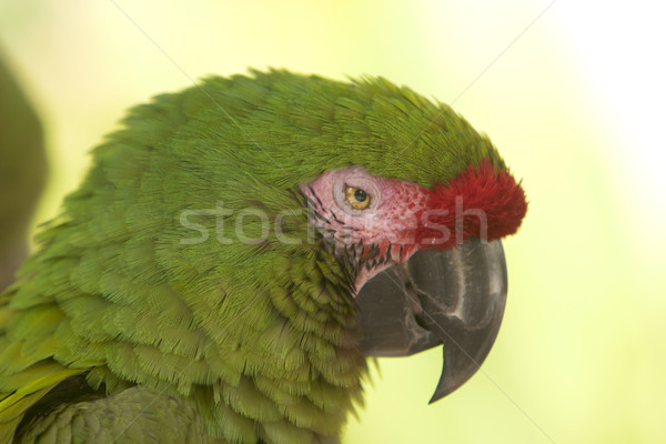 Great Green Macaw Close-up Stock photo © searagen
