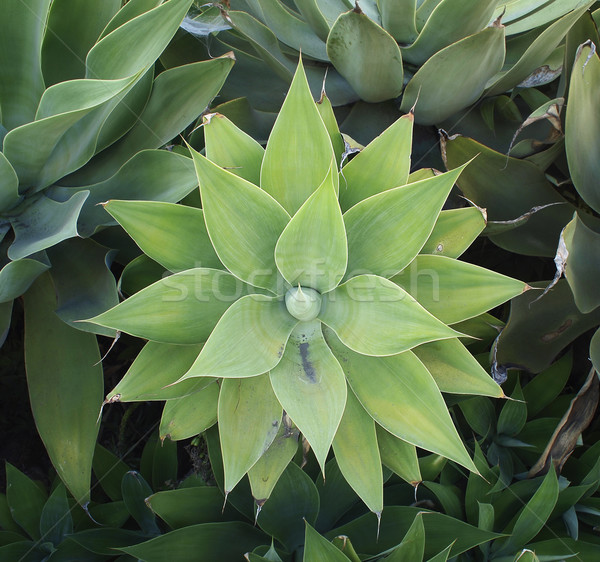 Desert Plant In California Stock photo © searagen