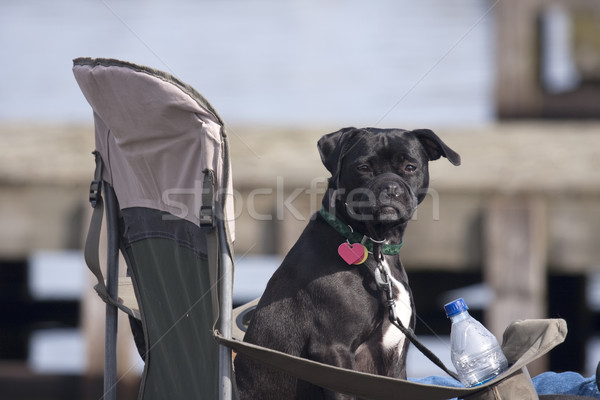 Spectator Dog Stock photo © searagen