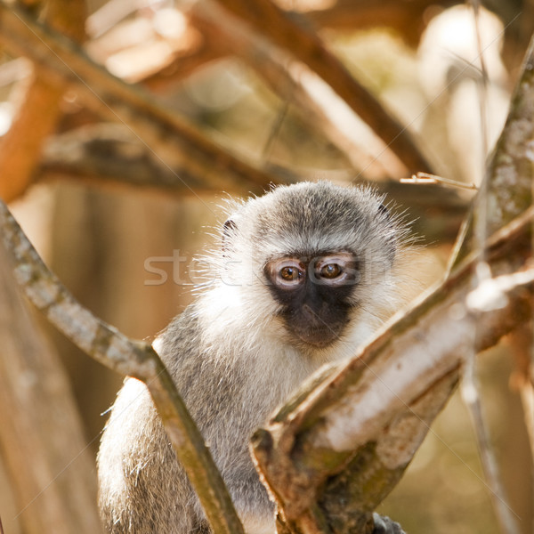 Vervet Monkey Watching Me Stock photo © searagen
