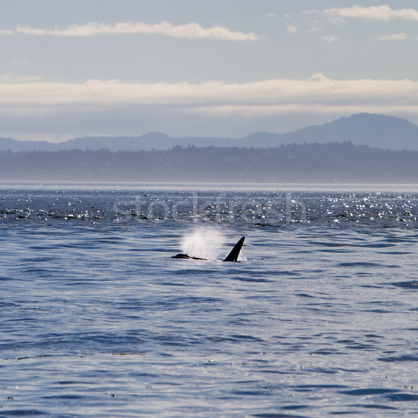 Gyilkos bálna nagy lélegzet spray hang Stock fotó © searagen
