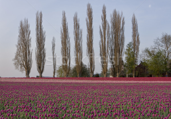 Tulipes peuplier arbres groupe up derrière [[stock_photo]] © searagen