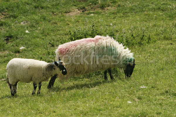 Irish Ewe and Lamb Stock photo © searagen