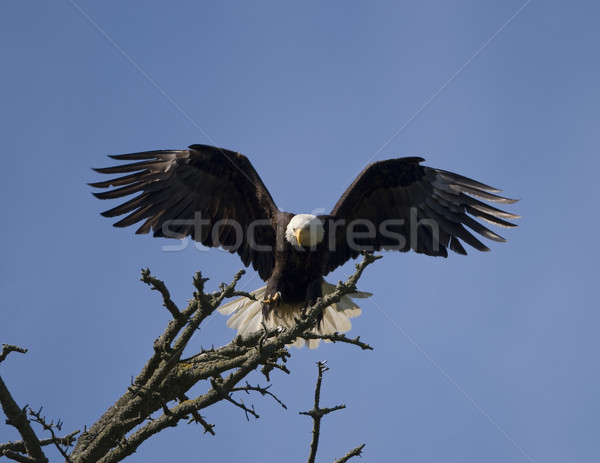 Calvo águila aterrizaje americano tierra rama Foto stock © searagen