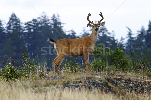 Buck Deer With Antlers Stock photo © searagen