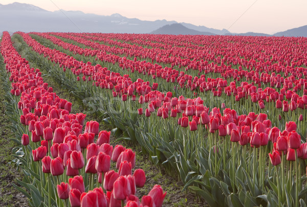 Rows Of Red Tulips Stock photo © searagen