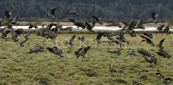 Canadian Geese In Flight Stock photo © searagen