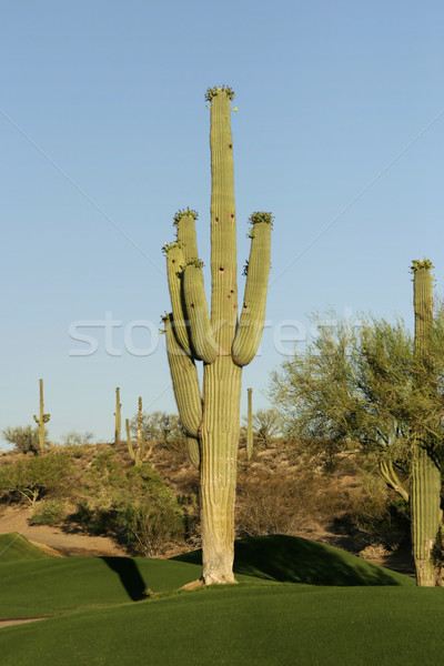 гольф кактус многие оружия Аризона пустыне Сток-фото © searagen