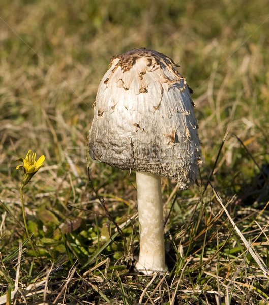 Wild Mushroom Cap Stock photo © searagen