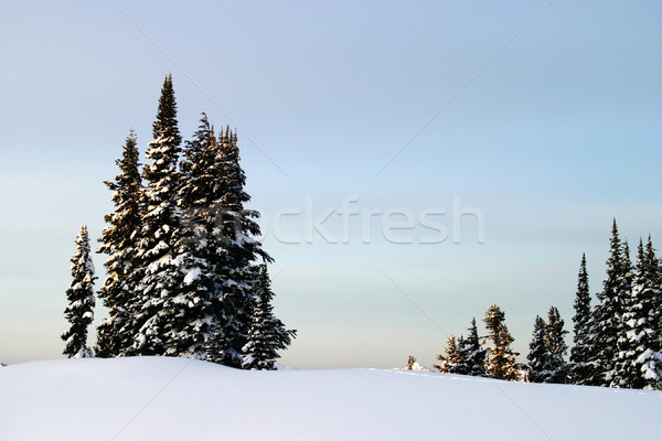 Mountain Trees and Snow Stock photo © searagen