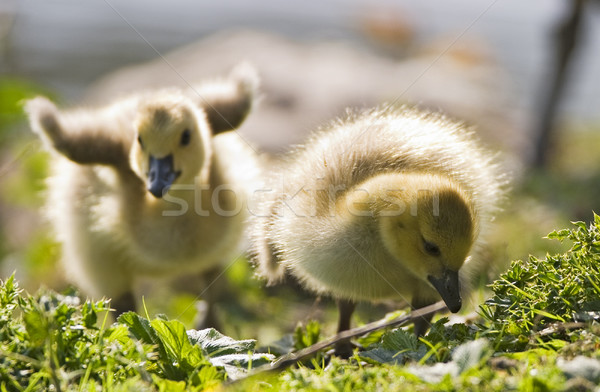 Two Baby Geese Stock photo © searagen