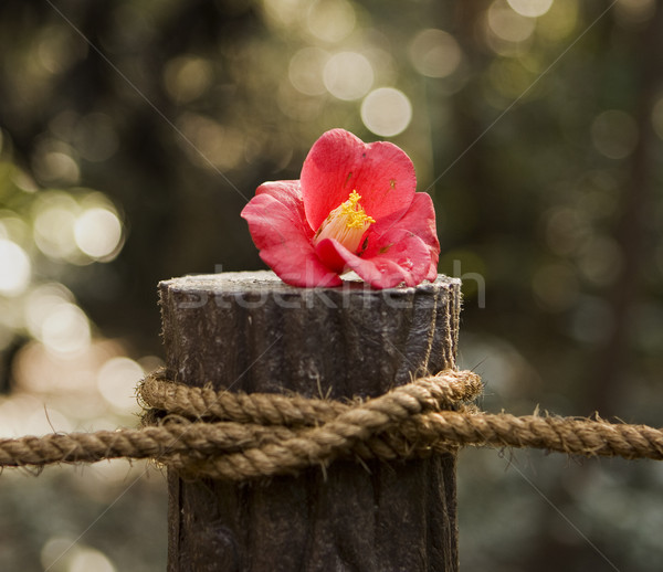 Red Flower On Post With Rope Stock photo © searagen
