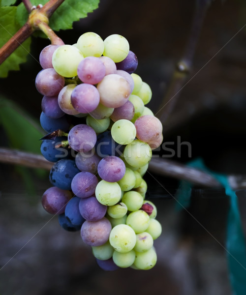 Szőlő gyülekezet szőlő helyes idő nyár Stock fotó © searagen