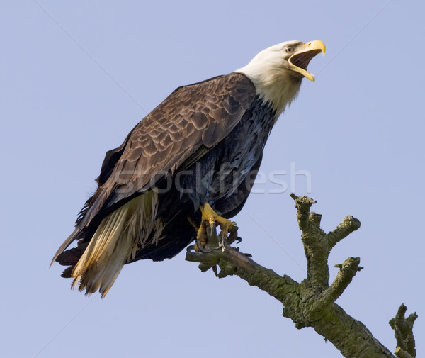 Hurlant aigle sauvage chauve branche Photo stock © searagen