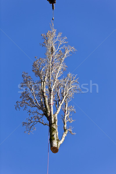 Peuplier arbre enlèvement énorme suspendu [[stock_photo]] © searagen