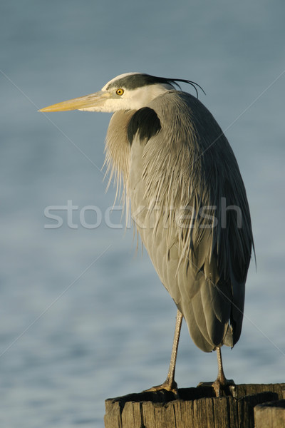 Great Blue Heron Stock photo © searagen