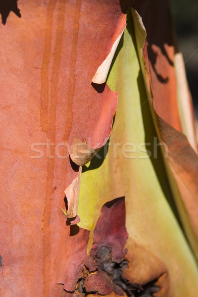 Madrona Bark Detail Stock photo © searagen