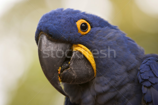 Hyazinthe Kopf Gesicht Glied Papagei Stock foto © searagen