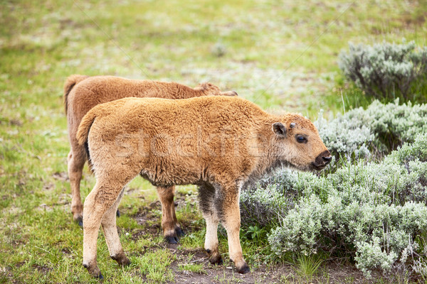 Stok fotoğraf: Amerikan · bizon · bebek · iki · genç · buzağı