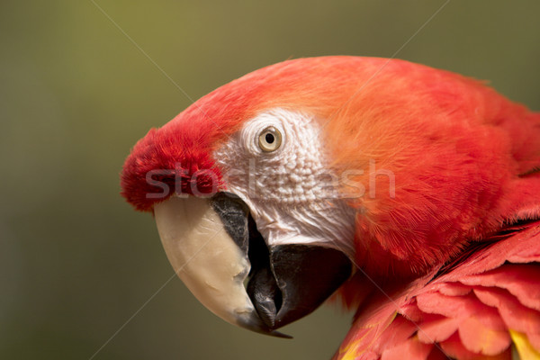 Ver animais em extinção brilhante vermelho Foto stock © searagen