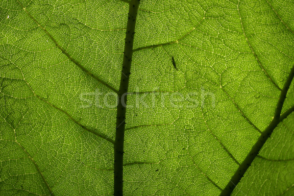 Giant Leaf Pattern Stock photo © searagen