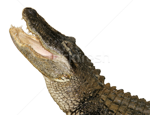 Aligator izolat american gură larg deschide Imagine de stoc © searagen