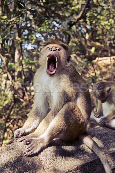 Małpa ostry zęby posiedzenia rock świątyni Zdjęcia stock © searagen