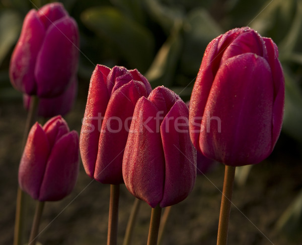 Gyülekezet piros tulipánok kicsi éves völgy Stock fotó © searagen