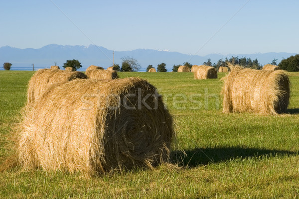 Hay Bales In Field Stock photo © searagen