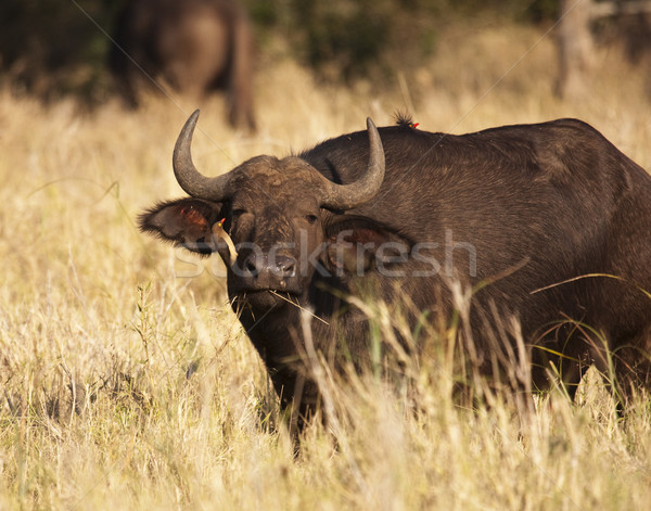 Cape Buffalo With Oxpecker Stock photo © searagen