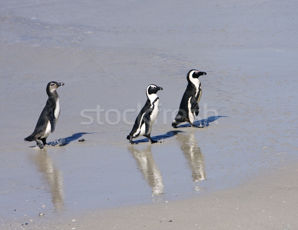 Three Penguins On The Beach Stock photo © searagen