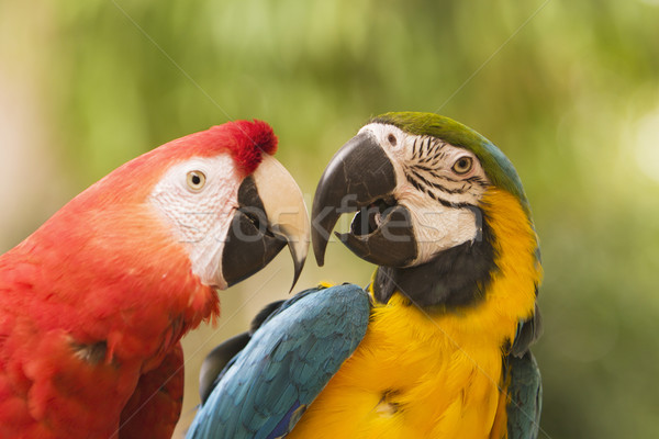 Two Macaws Together Stock photo © searagen