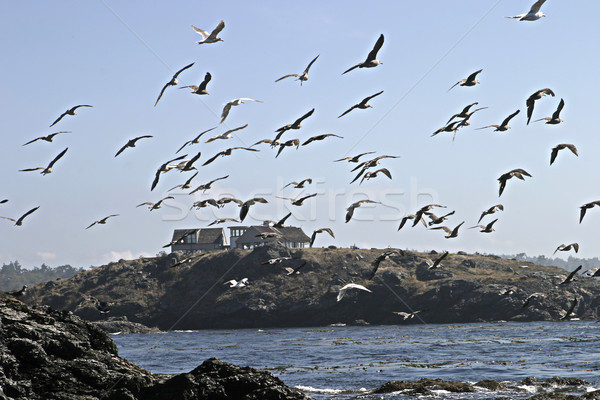 Stock photo: Seagull Flock In Flight
