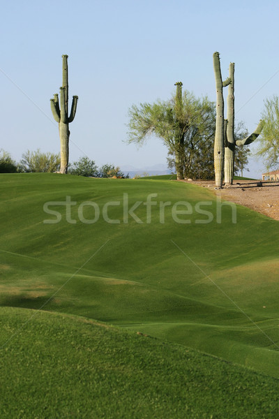 Twee cactus golfbaan rand Arizona blauwe hemel Stockfoto © searagen