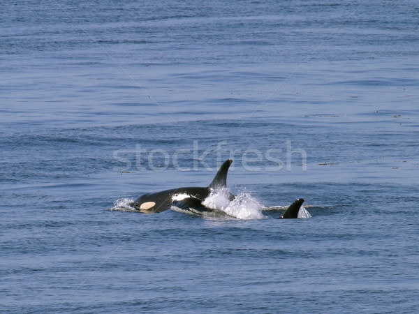 Orca Whales Stock photo © searagen