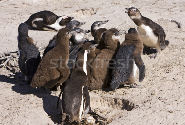 Pingüino colonia escuela grupo juvenil África Foto stock © searagen