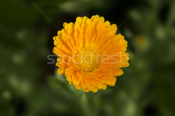 Calendula flower  Stock photo © SelenaMay
