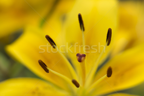 Macro tiro amarelo lírio flor natureza Foto stock © SelenaMay