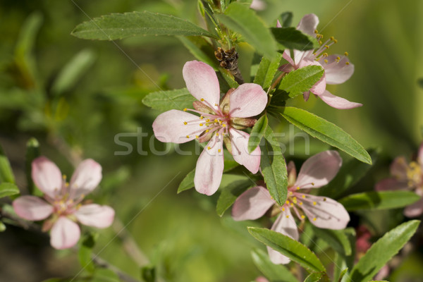Blossoming almond tree  Stock photo © SelenaMay