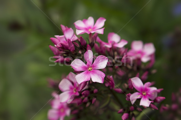 Pink primula flower Stock photo © SelenaMay