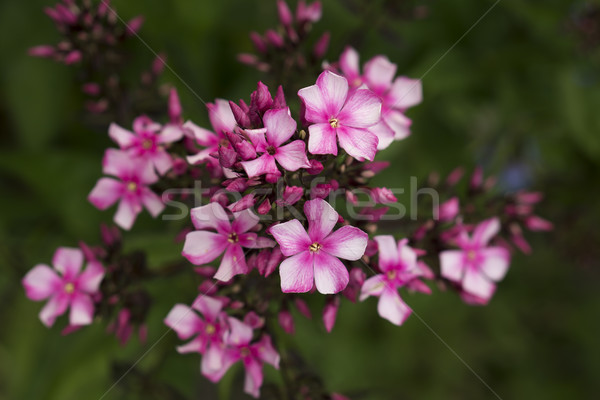 Pink primula flower Stock photo © SelenaMay