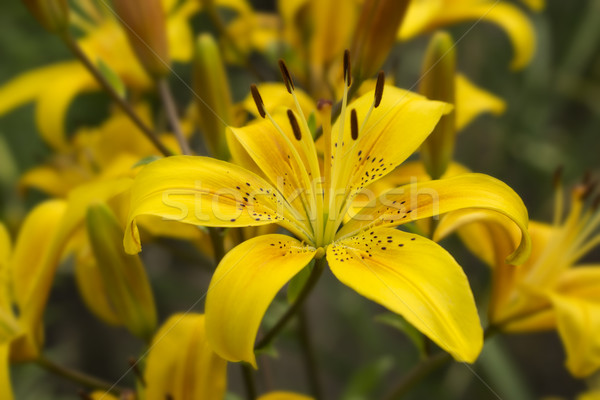 黄色 ユリ 花 庭園 芝生 花 ストックフォト © SelenaMay