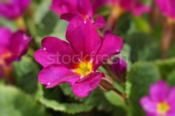 Foto stock: Flor · rosa · macro · flor · primavera · jardín · fondo